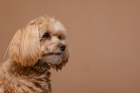 Maltipoo dog portrait on empty beige background, happy dogs conceptの写真素材