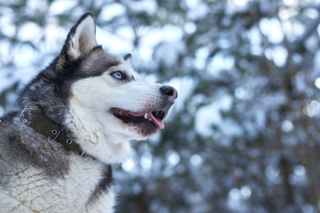 portrait of a beautiful Husky dog in the snow in winter, dog in the snow in winterの写真素材