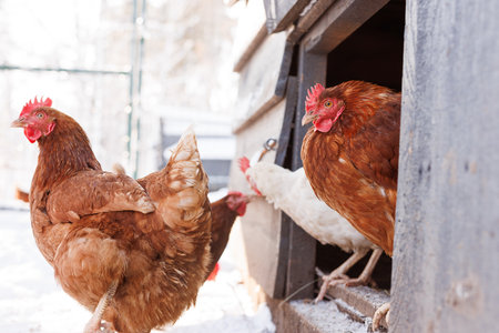 chicken walking on an eco-poultry farm in winter, free-range chicken farmの写真素材
