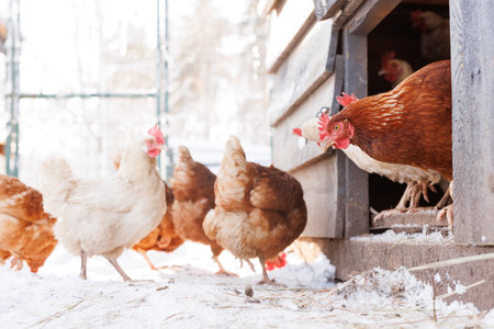 chicken walking on an eco-poultry farm in winter, free-range chicken farmの写真素材