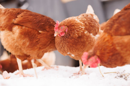 chicken eats feed and grain at an eco-poultry farm in winter, free-range chicken farmの写真素材