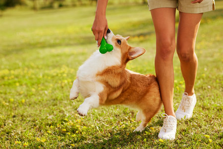 young girl trains pembroke welsh corgi in the park in sunny weather, happy dogs conceptの写真素材