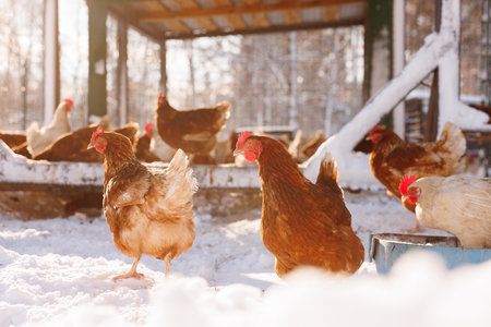 chicken walking on an eco-poultry farm in winter, free-range chicken farmの写真素材