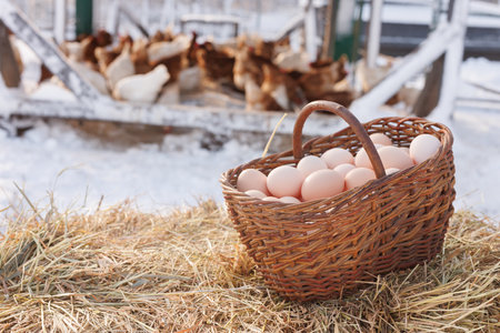 basket with chicken eggs on the background of a chicken eco farm, free range chicken farmの写真素材