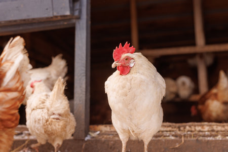 chicken close-up of an eco-poultry farm in winter, free-range chicken farmの写真素材