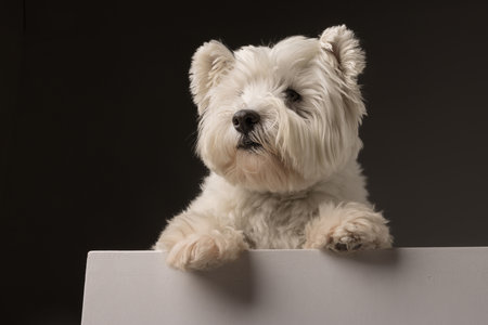 white West Highland White Terrier dog on a dark isolated backgroundの写真素材