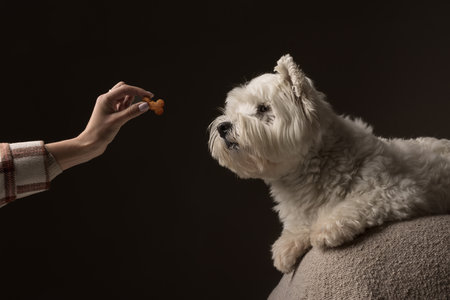 white dog West Highland White Terrier eats food from a girl's handの写真素材