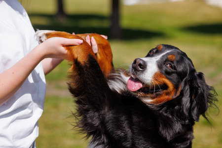 A woman holds her big dog by the paws in a sunny park, the concept of love for animalsの写真素材