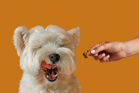 happy dog licks while waiting for food in bone-shaped sticks, animal care concept, healthy food for...