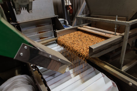 Grain sorting machine, Paddy machine sorts grains of one crop, separates grain peeling products. grain quality conceptの写真素材