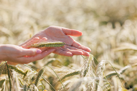 a woman agronomist holds a spikelet of green wheat in her hands against the background of a field,...