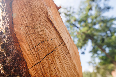 Close-up of a freshly cut tree stump showing detailed wood grain and cracks, with a blurred...