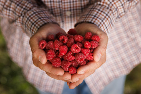 farmer hands holding ripe raspberries close up on field background, raspberry harvest concept on...