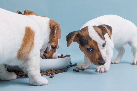 jack russell terrier puppies eating from a bowl of foodの写真素材