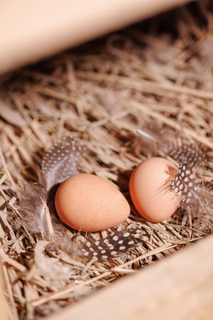 Two brown guinea fowl eggs lie on the straw, next to the feathersの写真素材