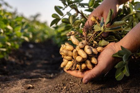 A farmer holding freshly harvested peanuts with roots in a field. The background features green peanut plants under a cloudy sky, showing agricultural activity.の写真素材