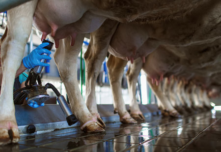 cow udder closeup with milking machine, cow farm, Milking cows by automatic industrial milking...