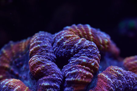 close-up sea corals Lobophyllia. High quality photo, coral reef concept