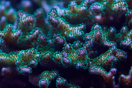 coral marine green. High quality photo, coral reef concept