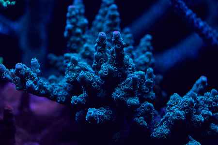 close-up sea corals acropora. High quality photo, coral reef conceptの写真素材