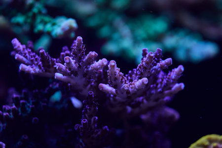 close-up sea corals acropora. High quality photo, coral reef conceptの写真素材