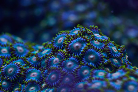 bright coral marine Zoanthus. High quality photo, coral reef conceptの写真素材