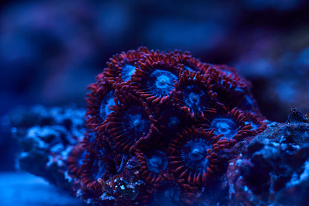 bright coral marine Zoanthus. High quality photo, coral reef concept