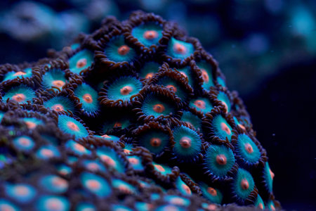 bright coral marine Zoanthus. High quality photo, coral reef concept
