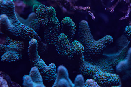 close-up sea corals Sps Montipora. High quality photo, coral reef concept