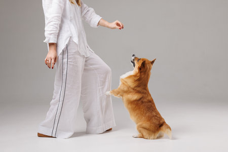 woman training welsh corgi pembroke on isolated white background, dog education and training conceptの写真素材