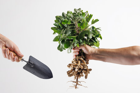 Farmer's hand holding a bunch of fresh peanuts with green leaves on a white background. The peanuts are attached to the roots, showing their natural state.の写真素材
