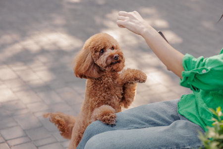 Cute brown poodle sitting on asphalt surface looking at person. against park background, Dog waiting for treat from ownerの写真素材