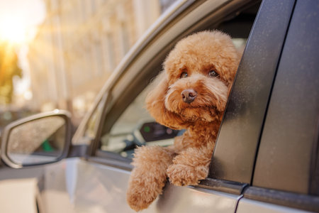 Portrait of fluffy brown dog breed looking out of open car window during car ride. Funny pets in...