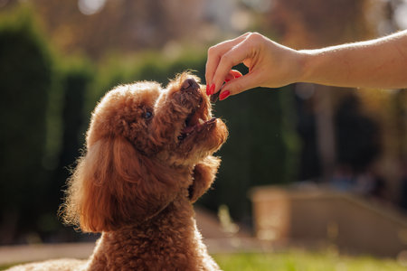 girl giving treat to her maltipoo dog in park, happy brown miniature poodle dog, dog training conceptの写真素材