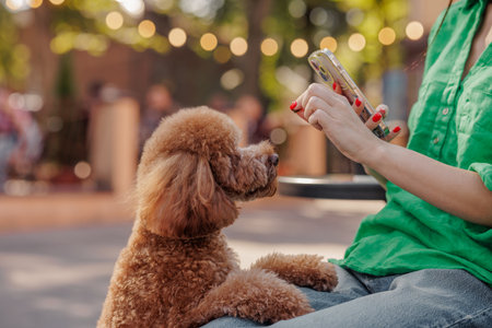 Cute brown poodle sitting on asphalt surface looking at person. against park background, Dog waiting...