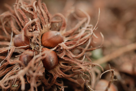 bear nut close up, Turkish Hazel nut harvesting, healthy snackの写真素材