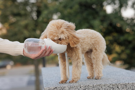owner gives water from a drinking bowl to a small brown maltipoo dog in an autumn park on a walk, animal care, close-upの写真素材