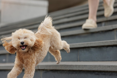 girl walking brown maltipoo dog close up, dog walking and animal care, dog walkの写真素材