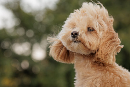 portrait of brown maltipoo dog in strong wind, dog in the wind, waiting for ownerの写真素材