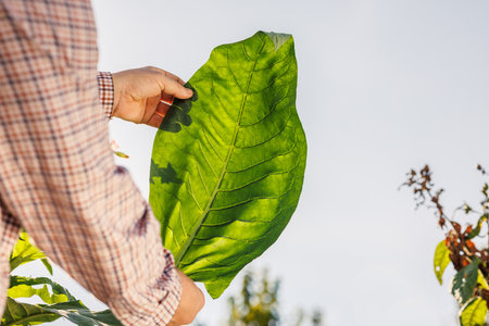 farmer holding fresh tobacco leaf against field background, harvesting, tobacco product quality, tobacco productionの写真素材