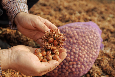 bear nut close up, Turkish Hazel nut harvesting, healthy snackの写真素材