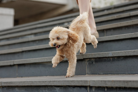 girl walking brown dog close up, dog walking and animal care, dog walk