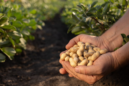 farmer's hand holding fresh peanuts with leaves close-up on groundnut field background, peanut...
