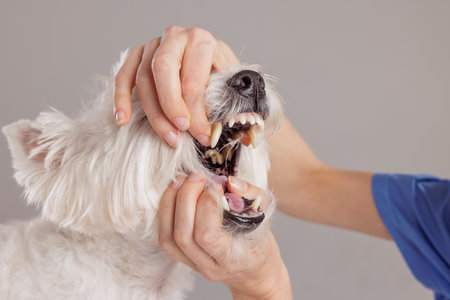Female veterinarian examining the oral health of a West Highland White Terrier on a white background. The dog's owner brings her four-legged friend for a checkupの写真素材