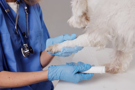 Close up of female veterinarian treating injured front paw of calm West Highland White Terrier. Professional veterinarian bandaging dog's paw with white bandageの写真素材