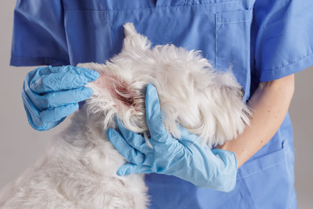 Young female veterinarian examining ear of West Highland White Terrier dog on white background, dog...