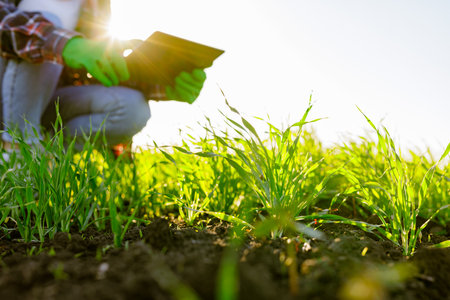 female agronomist with a digital tablet in her hands checks young shoots in the field. A female farmer using a modern tablet checks the growth of her crop. Agriculture concept.の写真素材