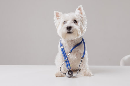 Portrait of white dog as doctor with stethoscope on clean white background, space for text, pet healthの写真素材
