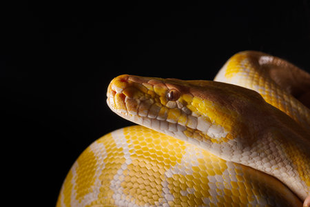 Close-up of a yellow python against a black background showing its brightly colored scales