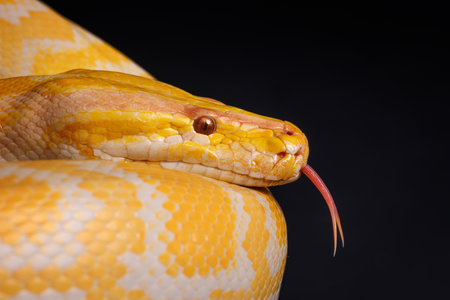 Close-up of a yellow python against a black background showing its brightly colored scales.